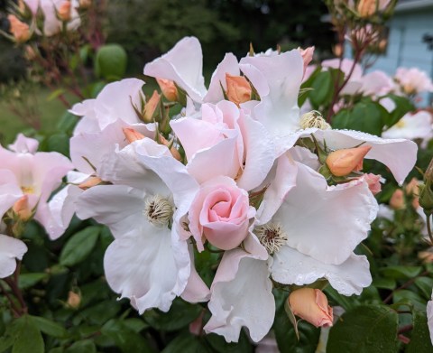 sally homes rose3